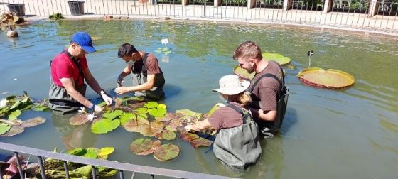 Grupo de estudiantes aprendiendo a cultivar nenúfares en el estanque del Real Jardín Botánico de Madrid