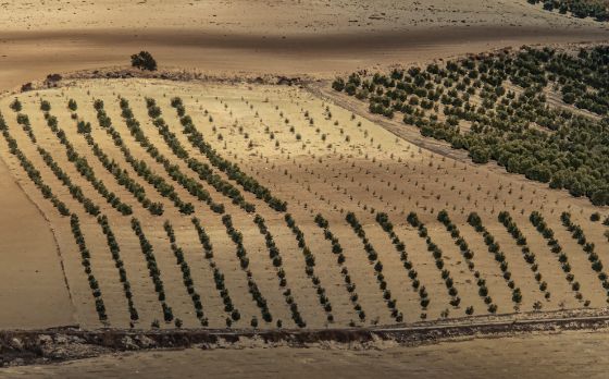 Imagen de un campo de olivos