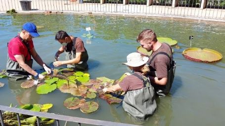 Grupo de estudiantes aprendiendo a cultivar nenúfares en el estanque del Real Jardín Botánico de Madrid