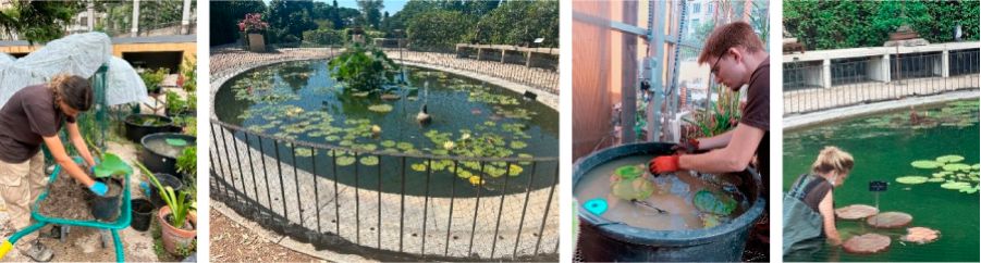 Conjunto de fotografías de alumnos de las formaciones prácticas en jardinería y arboricultura realizadas por el Real Jardín Botánico