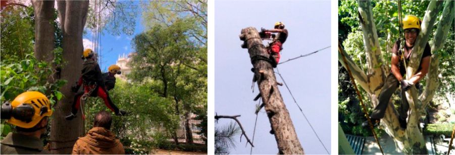 Conjunto de fotografías de alumnos de las formaciones prácticas en jardinería y arboricultura realizadas por el Real Jardín Botánico