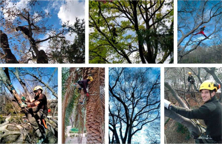 Conjunto de fotografías de alumnos de las formaciones prácticas en jardinería y arboricultura realizadas por el Real Jardín Botánico