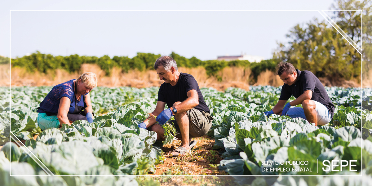 Subvenciones para el empleo agrario y Garantía de Rentas 2026 en Granada