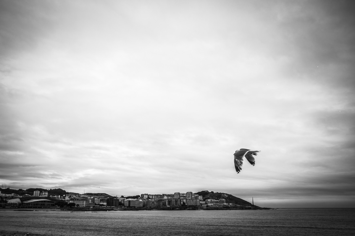 Imagen de la Noticia de Hipatia sobre los autónomos de la Fundación ONCE, se ve a una gaviota volando sola por el mar y al horizonte se divisa un pueblo, al que se dirige