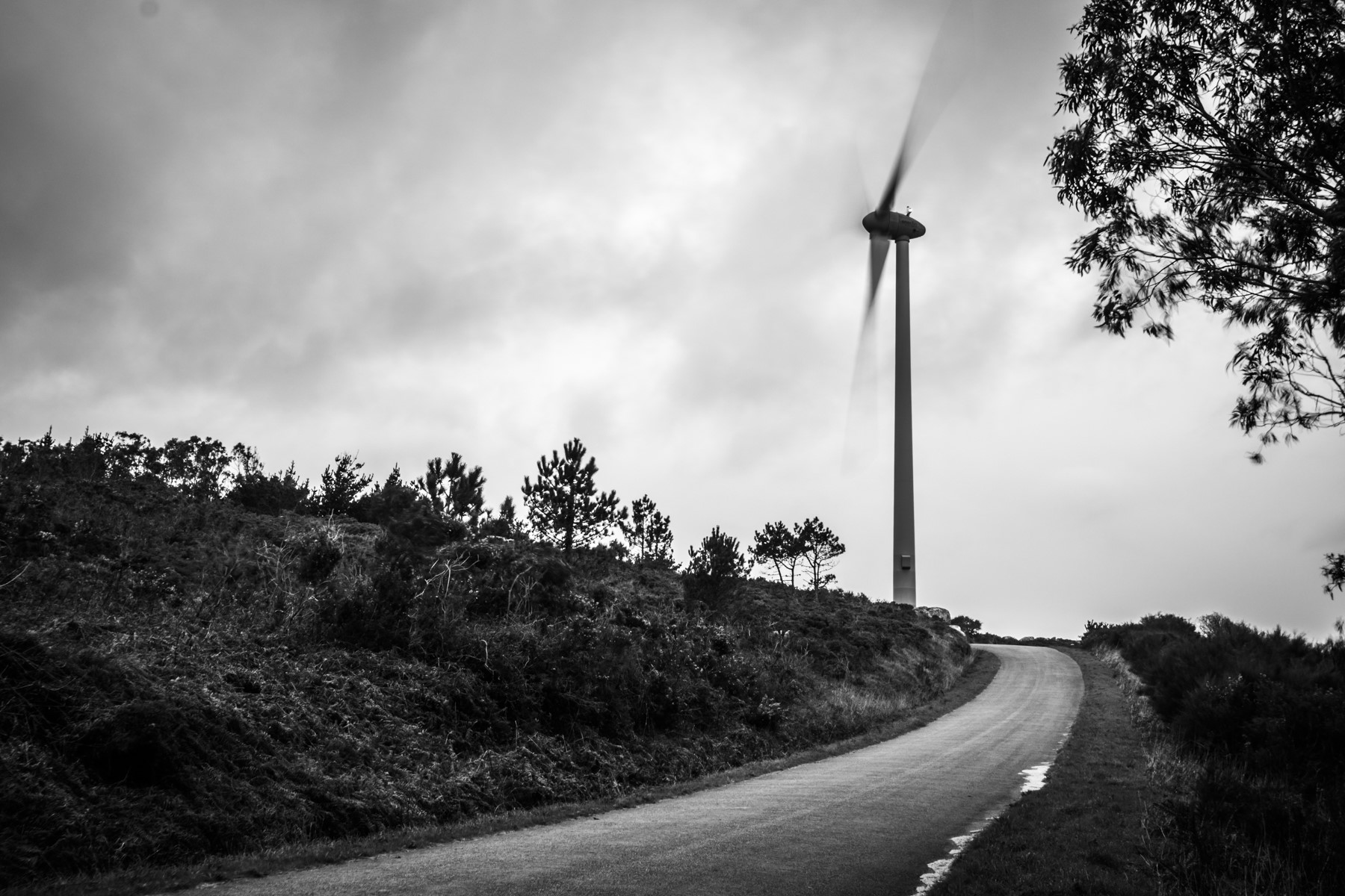 naturaleza con aerogenerador eólico al fondo